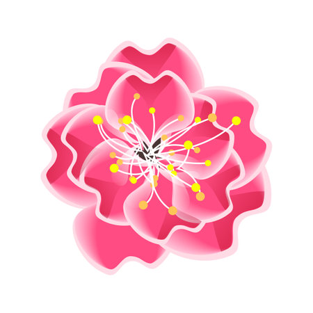 Isolated flower of sakura. Cartoon pink and white blossom of Japanese cherry tree.のイラスト素材