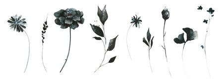 Watercolor floral set of black, dark blue, gray poppy, rose, daisy, small wild flowers, branches.の写真素材