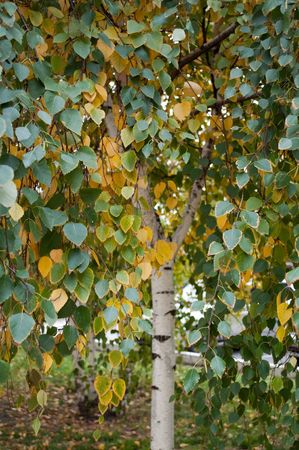 Autumn colored leaves of a birch treeの写真素材