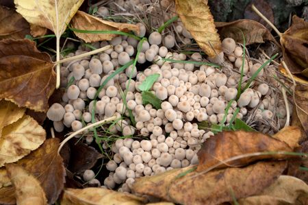 Mushroom colony in the autumn leavesの写真素材