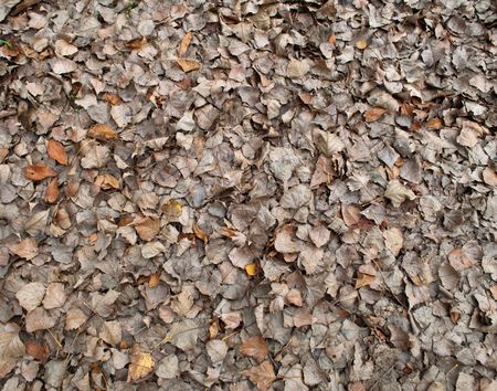 Background of a withered autumn leavesの写真素材