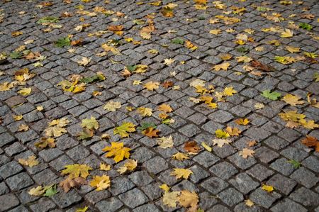 Yellow maple leaves on the autumn cobblestoneの写真素材