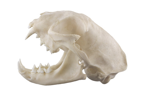 Cat skull isolated on a white backgroundの写真素材