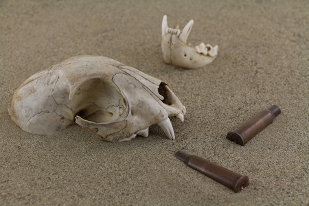 Animal bobcat skull bones and bullet casings in desert sand. A bottom jaw separated out and partly buried. Old bullet casings sleeves are scattered around. Focus on skull. Two 7.62 mm caliber rifle old sleeves bullet casings are used.の写真素材