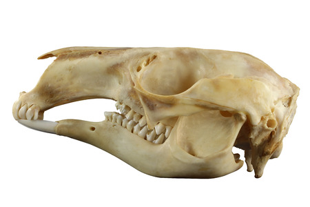 Animal kangaroo skull isolated on a white backgroundの写真素材