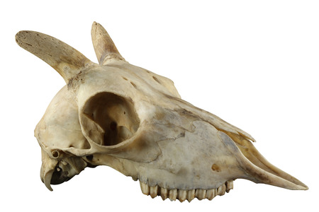 Wild sheep horned skull isolated on a white backgroundの写真素材