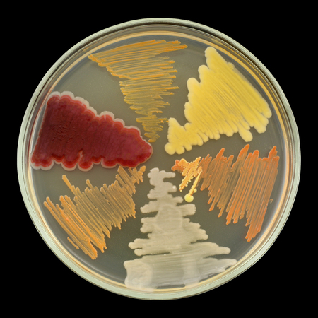 Six different bacterial cultures strains of a different color growth on sectors of a petri plate...