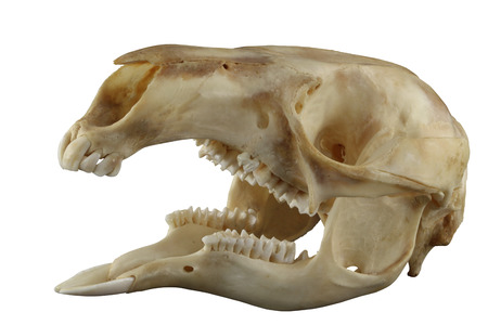 Skull of kangaroo with opened mouth isolated on a white background. All specific teeth are presented. Focus on full depth.の写真素材
