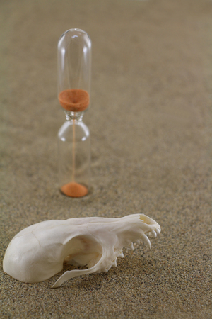Animal desert fox skull half-buried in sand on the hourglass filled orange sand background. Focus on the skull.の写真素材