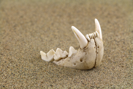 Bottom jaw of bobcat lynx is partly buried in sand. Focus on fangs.の写真素材