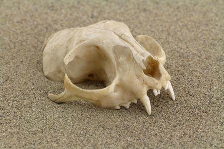 Skull of cat is half-buried in desert sand. Focus on front of skull.の写真素材