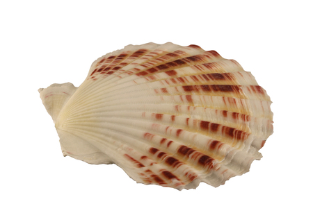 The conch of bivalve mollusk isolated by pen.の写真素材