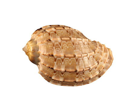 The cockleshell with natural ornate close-up isolatedの写真素材