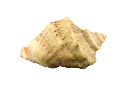 The conch of gastropoda mollusk Rapana thomasiana isolatedの写真素材
