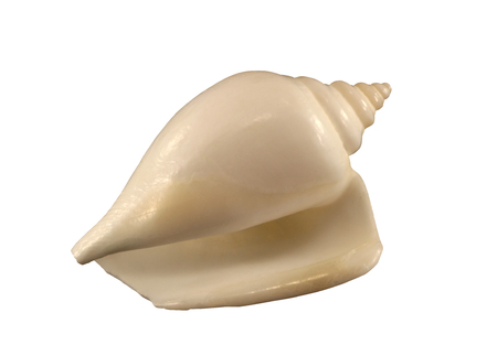 The nacreous conch of gastropoda mollusk isolated by penの写真素材