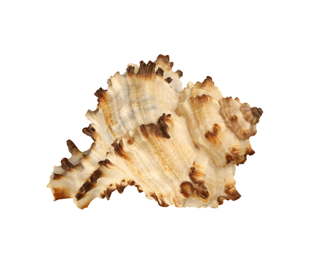 Angulate shellfish close-up isolatedの写真素材