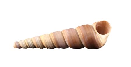 The conch of gastropoda mollusk isolated by pen.
