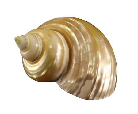 The nacreous conch of gastropoda mollusk isolated by penの写真素材