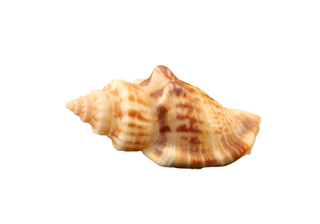 The small rigid conch of gastropoda mollusk isolated by pen.の写真素材