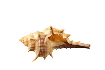 The spiked conch of gastropoda mollusk isolated by pen.の写真素材