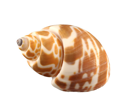 Stripped conch of gastropoda mollusk isolated by penの写真素材