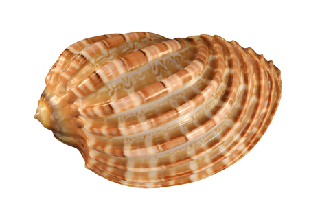 Textured cockleshell close-up isolatedの写真素材
