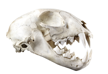 Skull of bobcat  (Lynx lynx) lateral view isolated on a white background. Fully opened mouth. Sharp isolation by pen tool.の写真素材