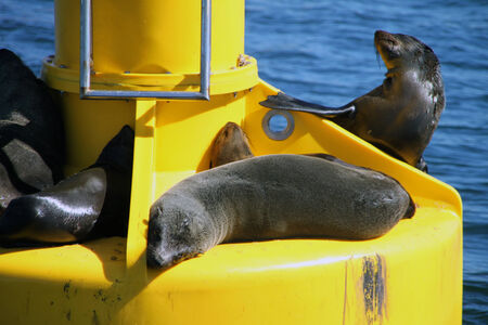 Seals relaxing on a boat in the seaの写真素材