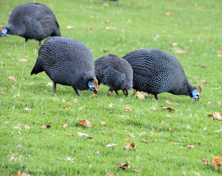Colorful cute hens in South Africaの写真素材