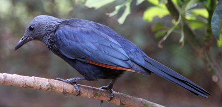 Thousands of varieties of birds is the specialty of some regions of Kenya such as Lake Nakuru....