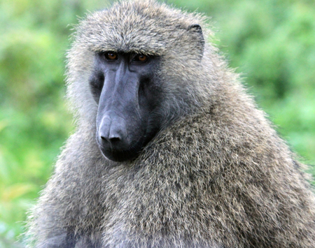 Vervet monkey located in South Africa