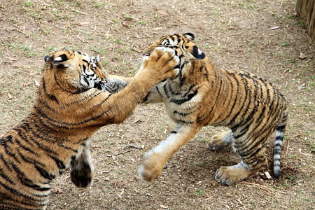Tiger cubs playfully fighting in a zoo in South Africaの写真素材