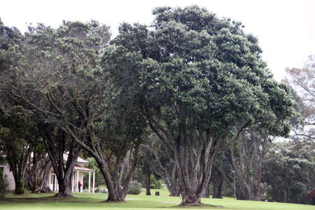 House in a garden in Kenya, surrounded by lush green old trees.の写真素材