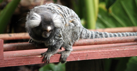 Ring tailed lemur in the park in South Africa. This is also known as Lemur Catta or maki mococo