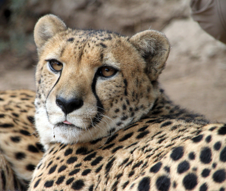 Leopard in Kenya relaxing