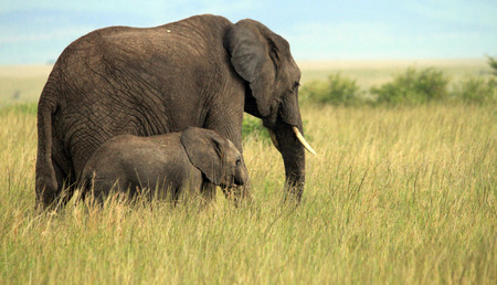 Baby elephant in the Masai Mara feeling quite secured in the company of her motherの写真素材