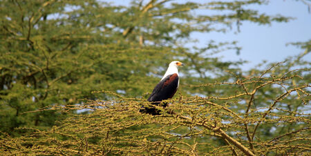 eagle resting on a branch of a tree at a great heightの写真素材