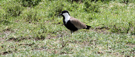 cute spur winged plover on the grass by the side of tented camps in Kenyaの写真素材