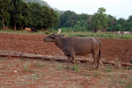 Group of buffaloes and cows roaming around and grazing quietly in the farm in the Maharashtra state...