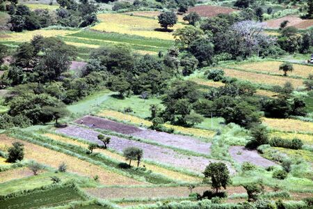 aerial view of green farms and fields in a serene village in the Maharashtra State of India