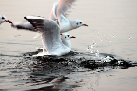 Its a sheer joy to watch the seagulls about to fly. Their wings are shining due to rays of morning sun and the wings are splashing water all around. Too good.の写真素材