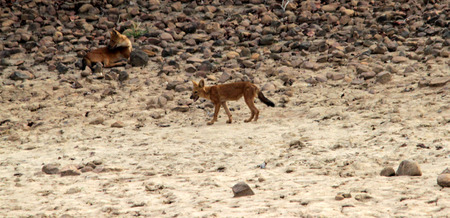 Couple of wild dogs, one of them is standing with a beautiful tail and the other one is sitting on...