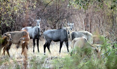 Group of antelope looking very attractive in the jungleの写真素材