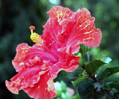 Cute, red, large sized hibiscus flower. red color petals have yellow tinge in between, making it look exotic.の写真素材