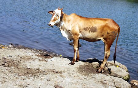 Cow standing by the river, possibly waiting to enter in itの写真素材