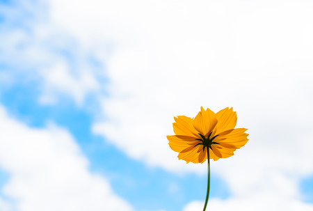 Yellow  Daisy with blue sky and cloudyの写真素材