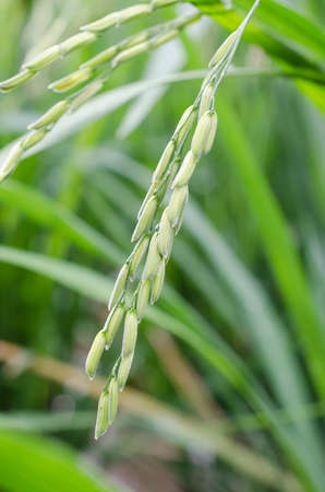 Rice field in rains seasonの写真素材
