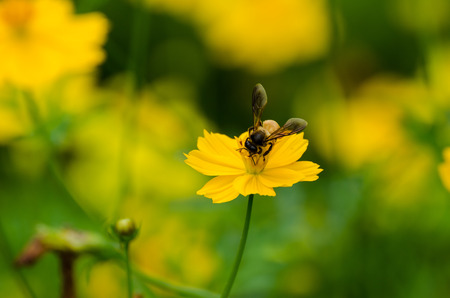 A bee busy drinking nectar from the flowerの写真素材
