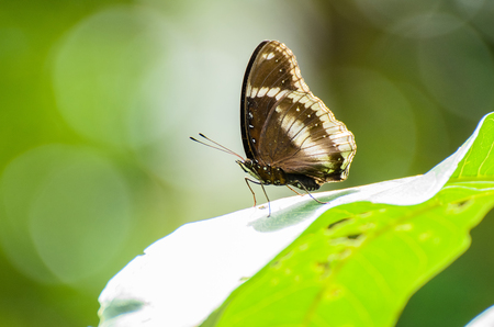 butterfly isolated on green  leafの写真素材