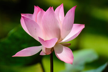 Blossom pink lotus flower in morningの写真素材